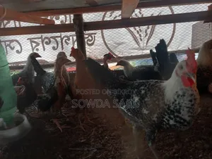 ফাওমি ও দেশী মুরগী বাচ্চা বিক্রি হবে