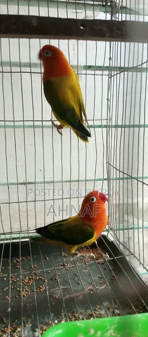 ১ জোড়া গ্রিন ইউইং লাভবার্ডস
