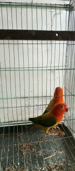 ১ জোড়া গ্রিন ইউইং লাভবার্ডস
