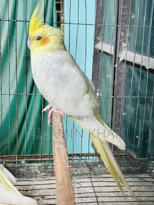 লুটিনো রেড আই মেল কোকাটেল বিক্রি হবে।