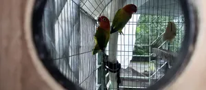 ১ জোড়া গ্রিন ইউইং লাভবার্ডস
