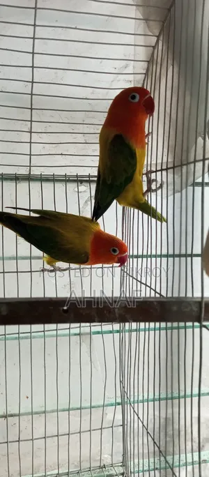 ১ জোড়া গ্রিন ইউইং লাভবার্ডস