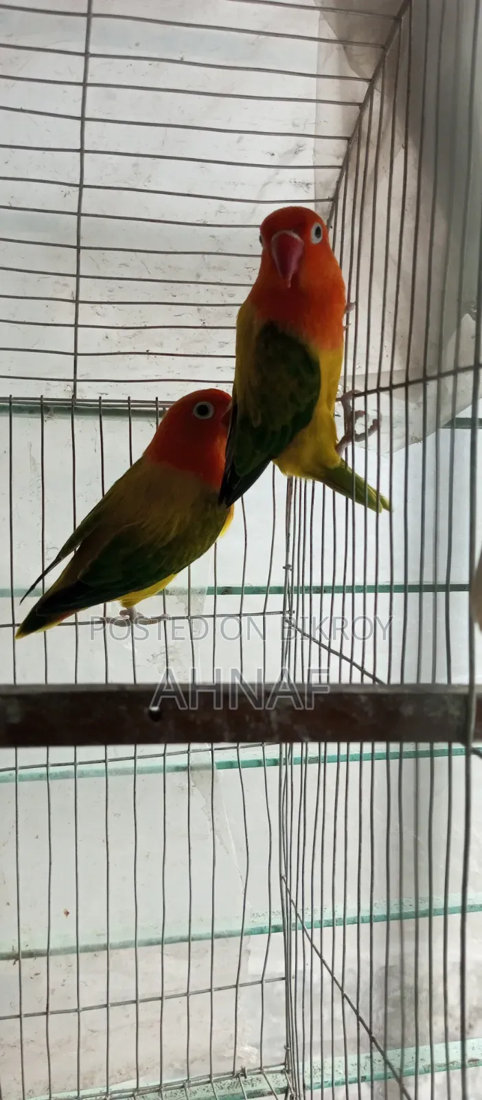 ১ জোড়া গ্রিন ইউইং লাভবার্ডস
