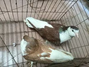 কবুতর বিক্রি করা হবে