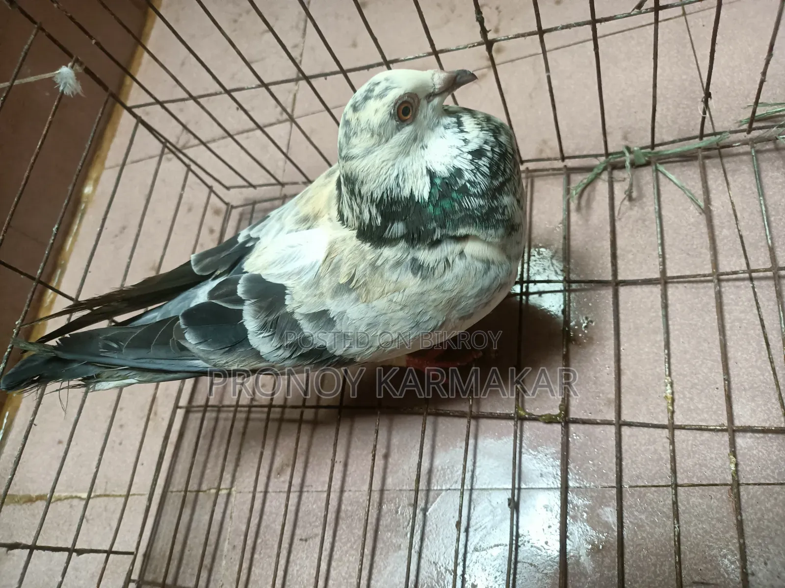 কবুতর বিক্রি করা হবে