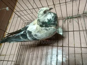কবুতর বিক্রি করা হবে