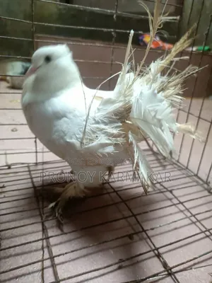 কবুতর বিক্রি করা হবে