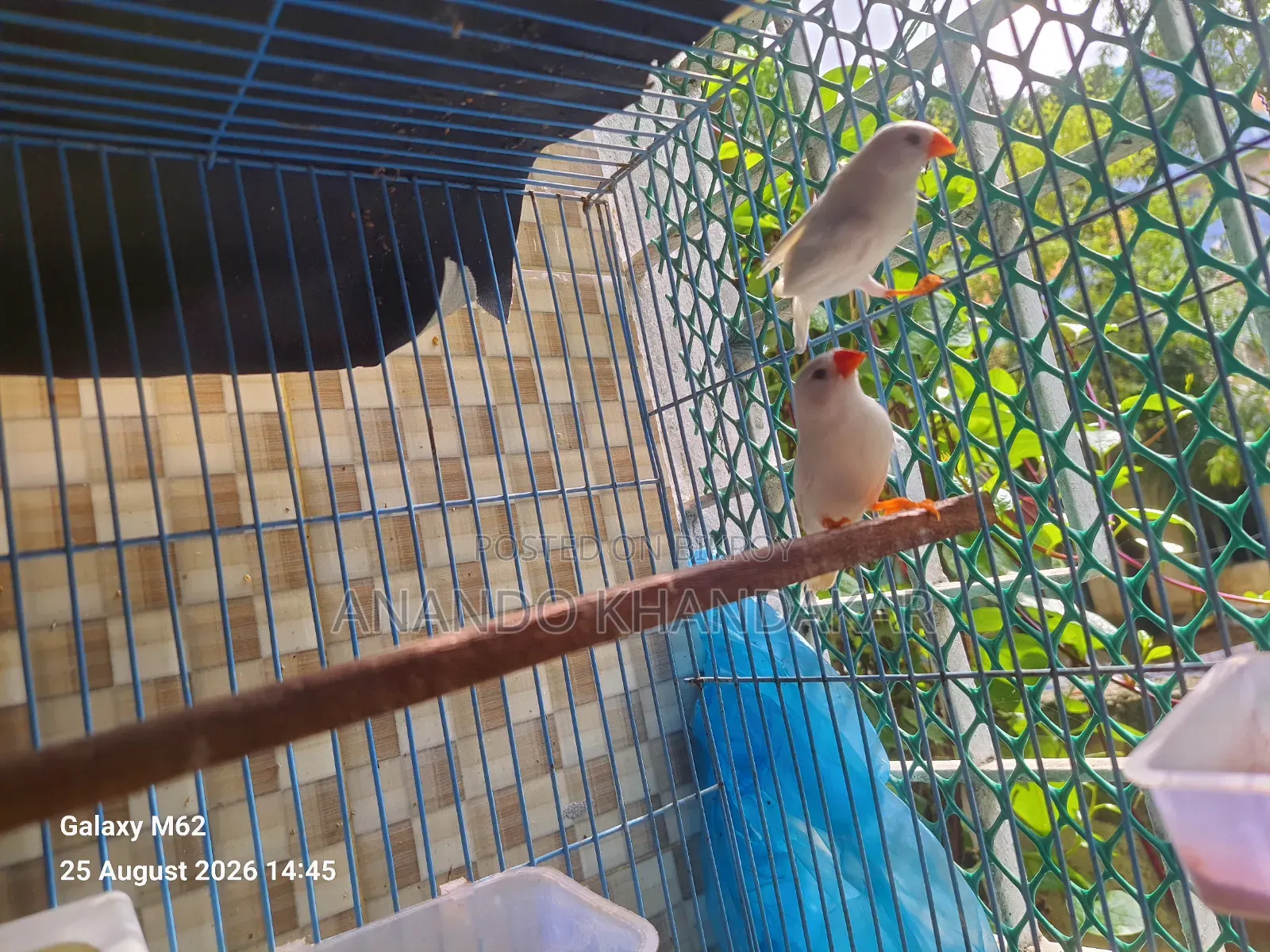 Snow White Finch With Egg