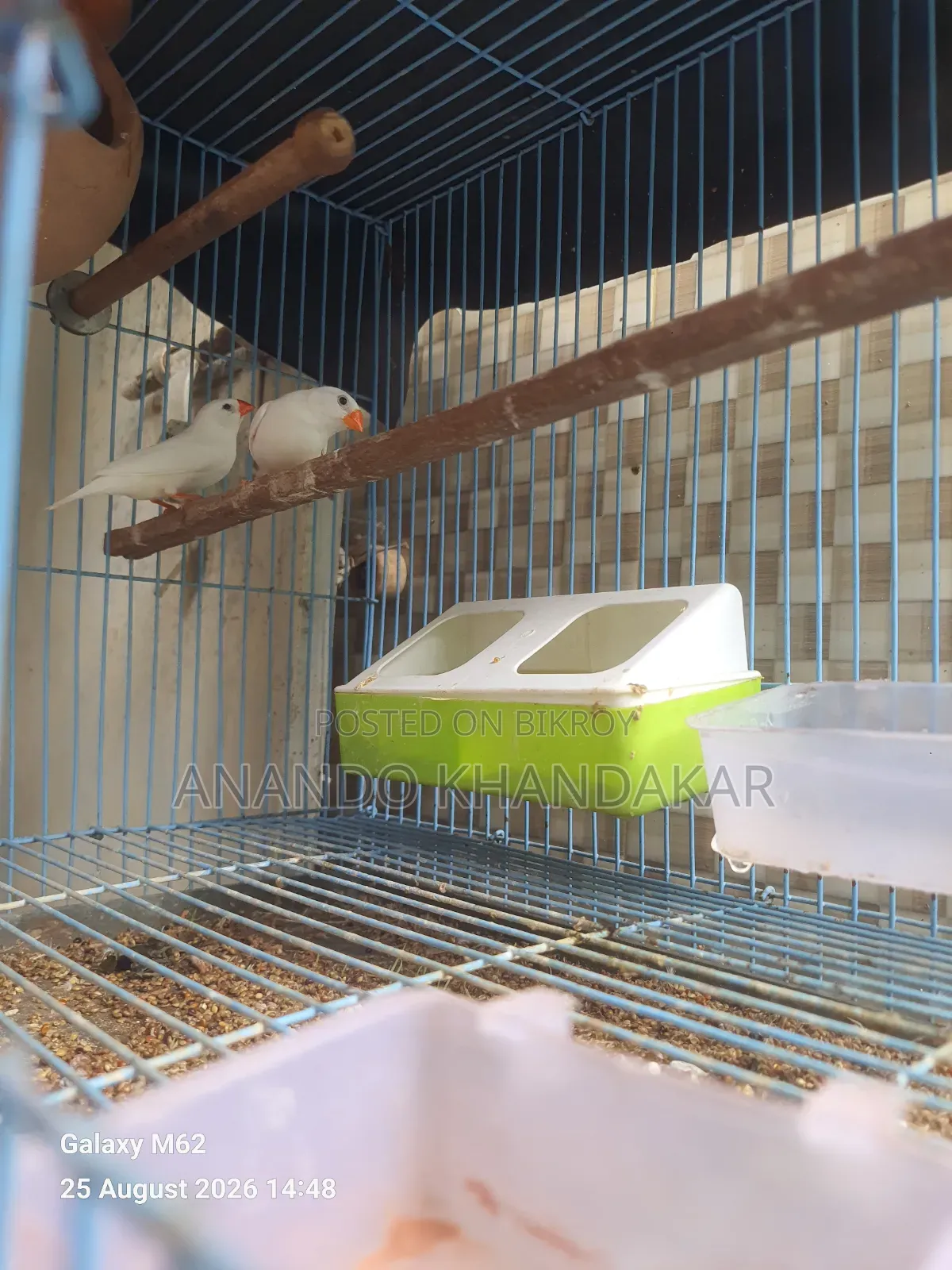 Snow White Finch With Egg
