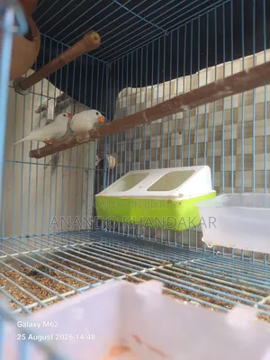 Snow White Finch With Egg
