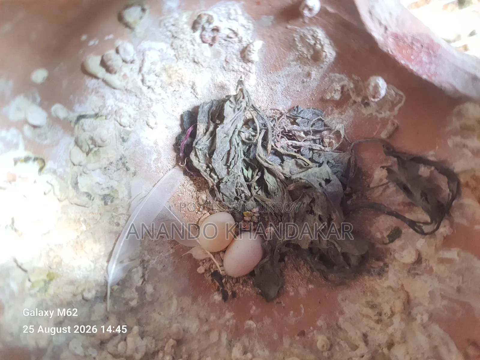 Snow White Finch With Egg