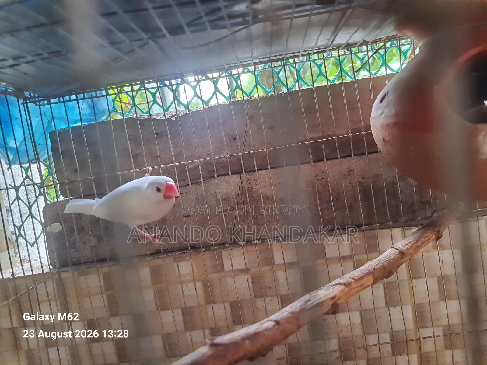 Snow White Finch With Egg