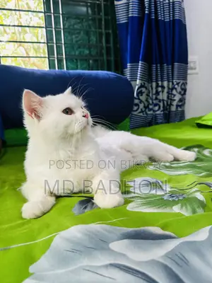 ৬-১২ মাসের নর খাঁটি পার্সিয়ান