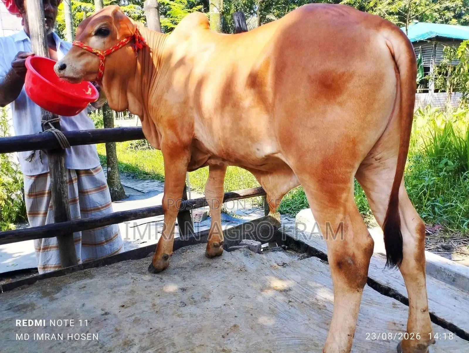 Buy 5 Cross Bahama Calves with Cash on Delivery