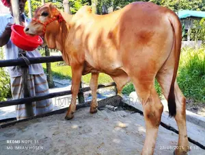Buy 5 Cross Bahama Calves with Cash on Delivery