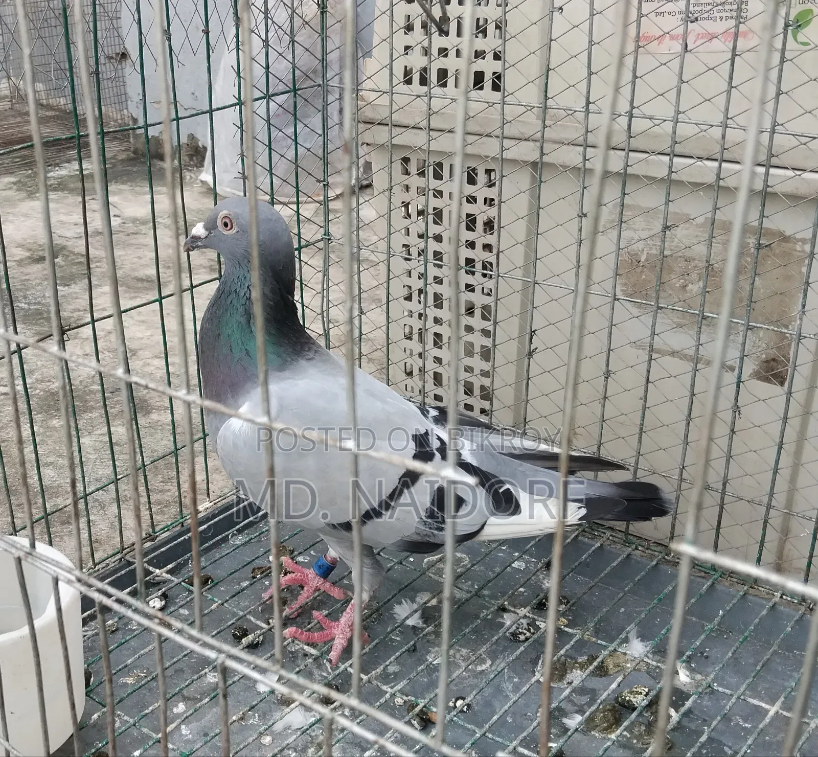 কবুতর