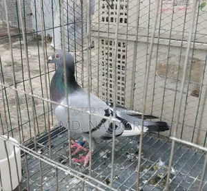 কবুতর