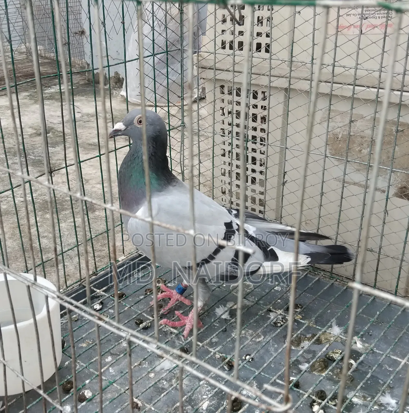 কবুতর