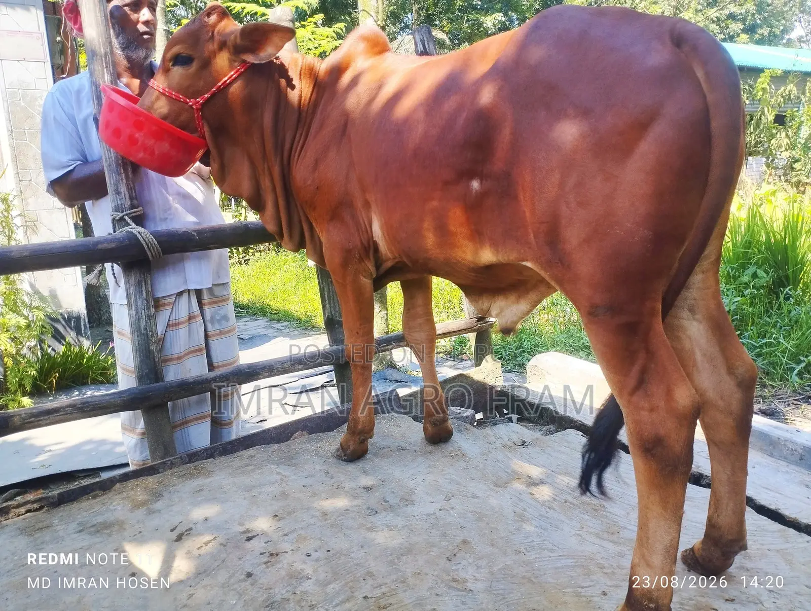 Buy 5 Cross Bahama Calves with Cash on Delivery