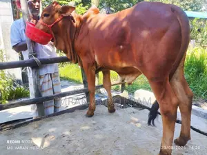 Buy 5 Cross Bahama Calves with Cash on Delivery