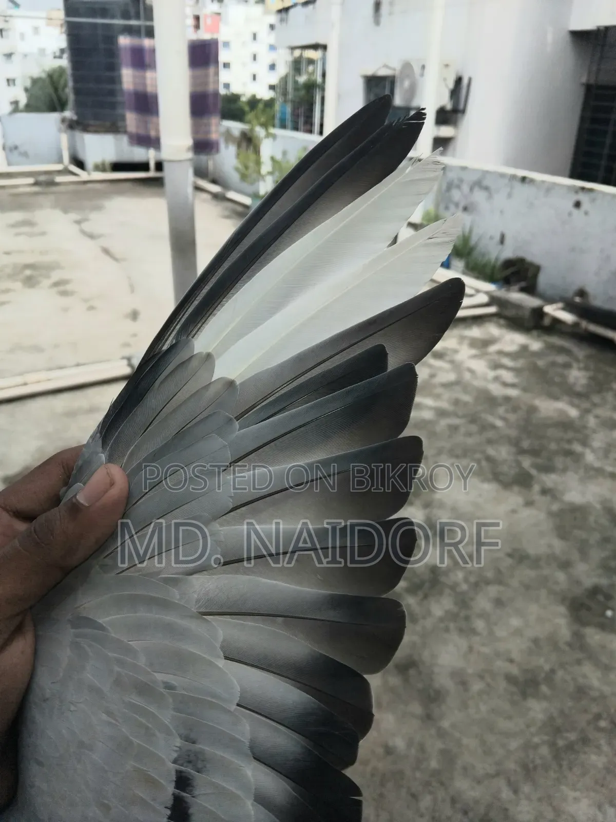 কবুতর