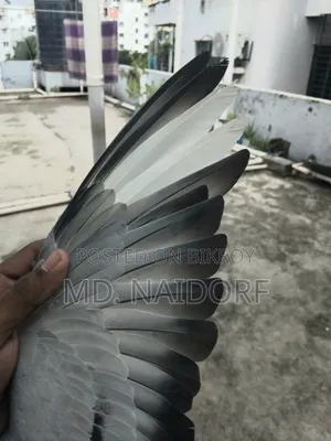 কবুতর