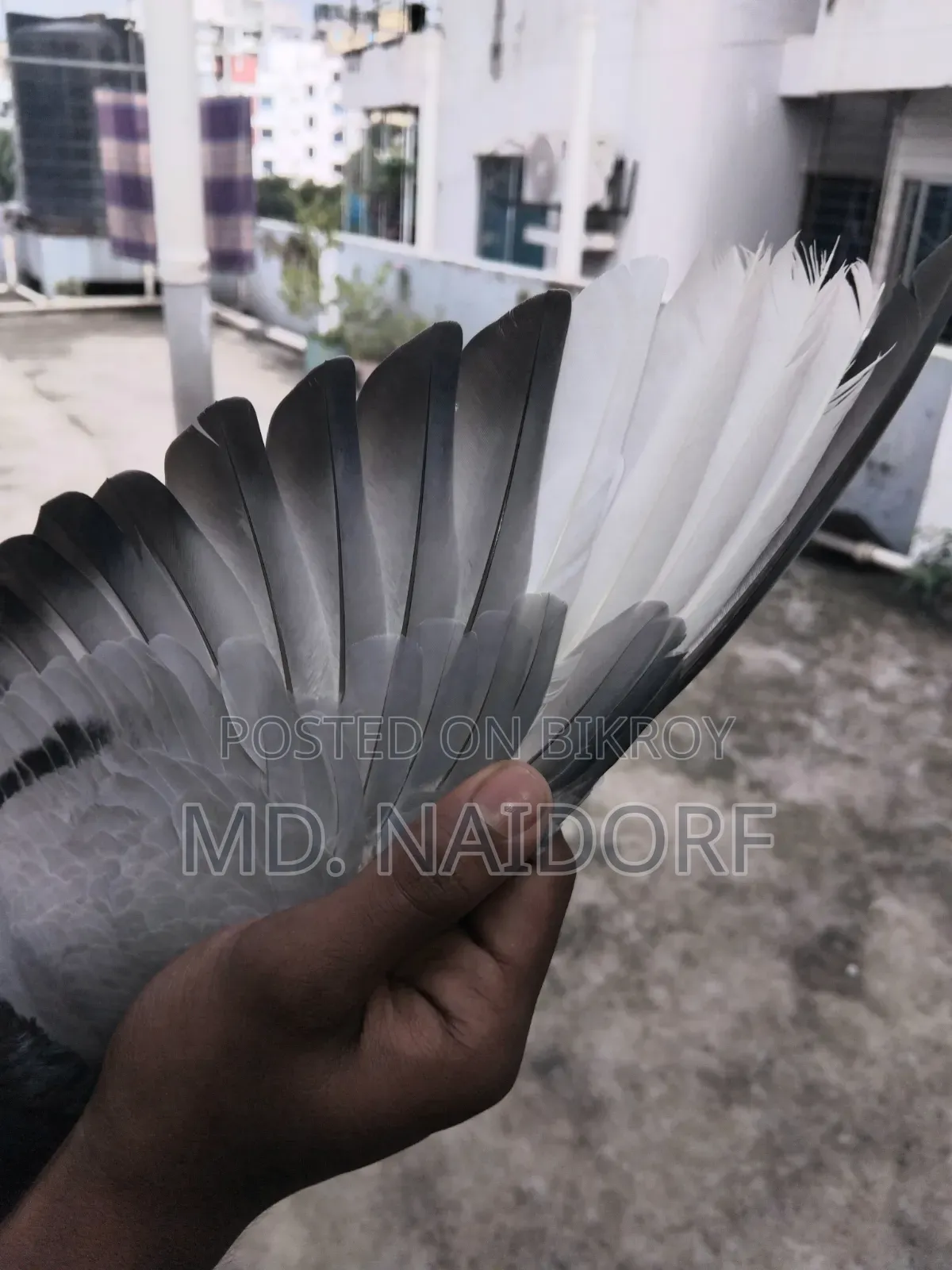 কবুতর