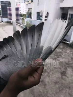 কবুতর