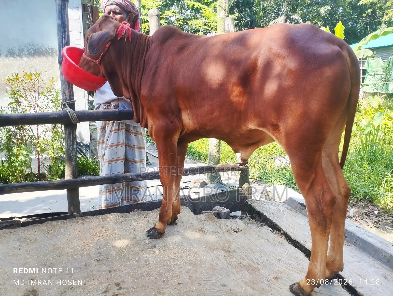 Buy 5 Cross Bahama Calves with Cash on Delivery