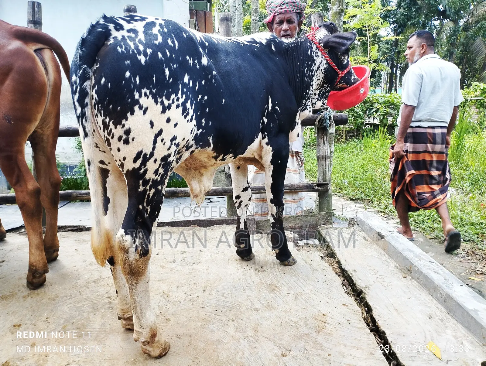Buy 5 Cross Bahama Calves with Cash on Delivery
