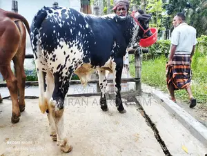 Buy 5 Cross Bahama Calves with Cash on Delivery