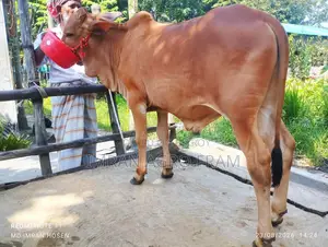 Buy 5 Cross Bahama Calves with Cash on Delivery