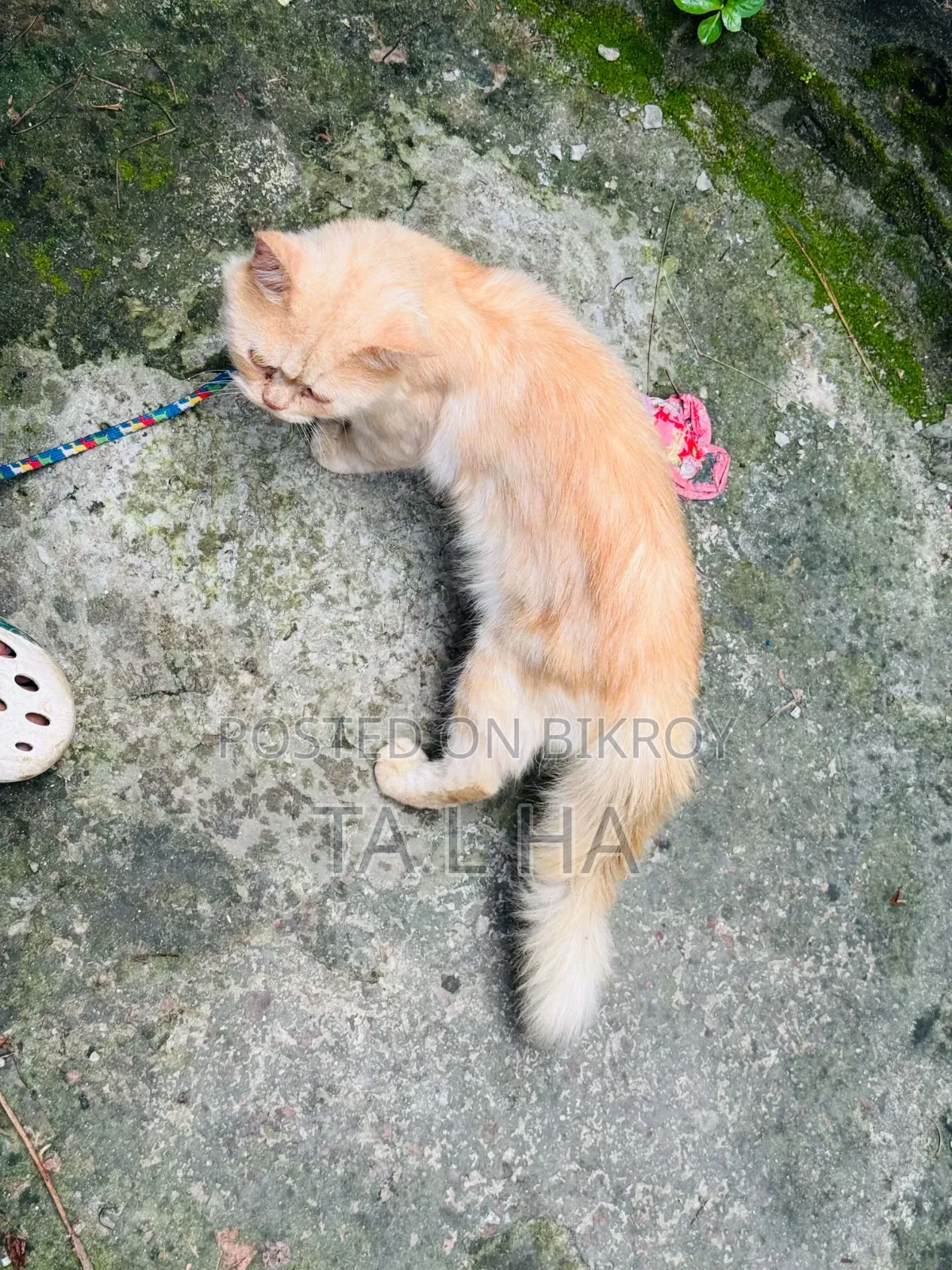 ৬-১২ মাস বয়সী পুরুষ বিশুদ্ধ পার্সিয়ান