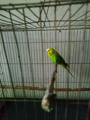১টি রানিং ছেলে বাজিগর পাখি বিক্রি করা হবে