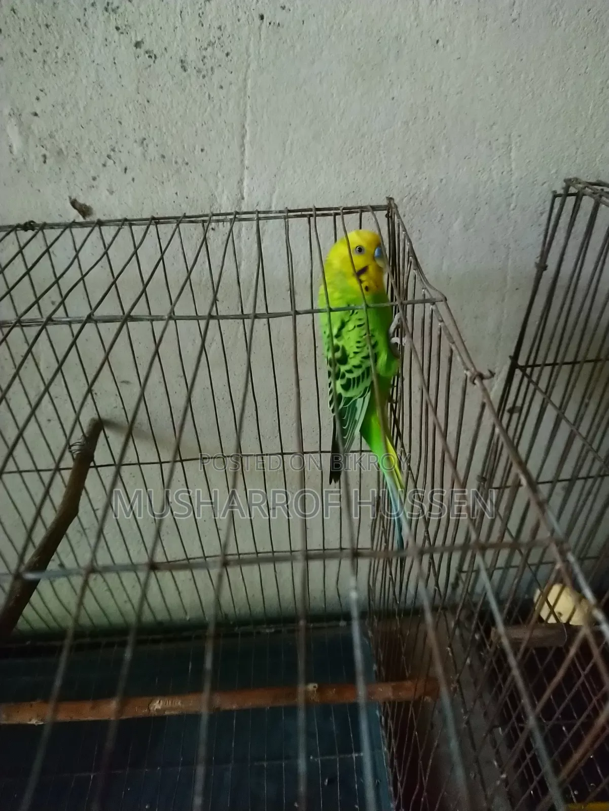 ১টি রানিং ছেলে বাজিগর পাখি বিক্রি করা হবে
