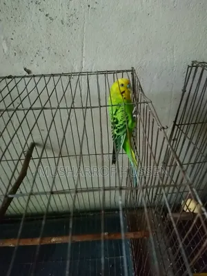 ১টি রানিং ছেলে বাজিগর পাখি বিক্রি করা হবে