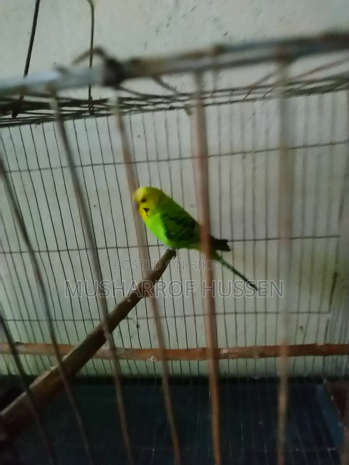 ১টি রানিং ছেলে বাজিগর পাখি বিক্রি করা হবে