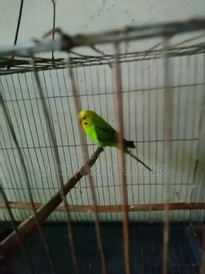 ১টি রানিং ছেলে বাজিগর পাখি বিক্রি করা হবে