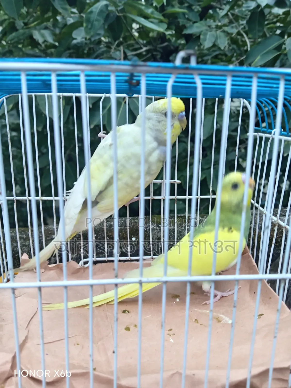 Some male Budgerigar birds for sale