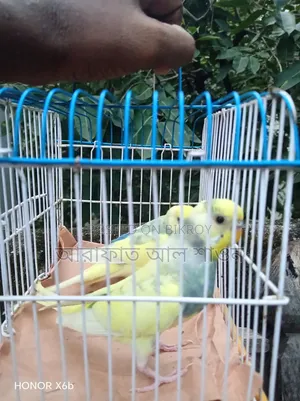 Some male Budgerigar birds for sale