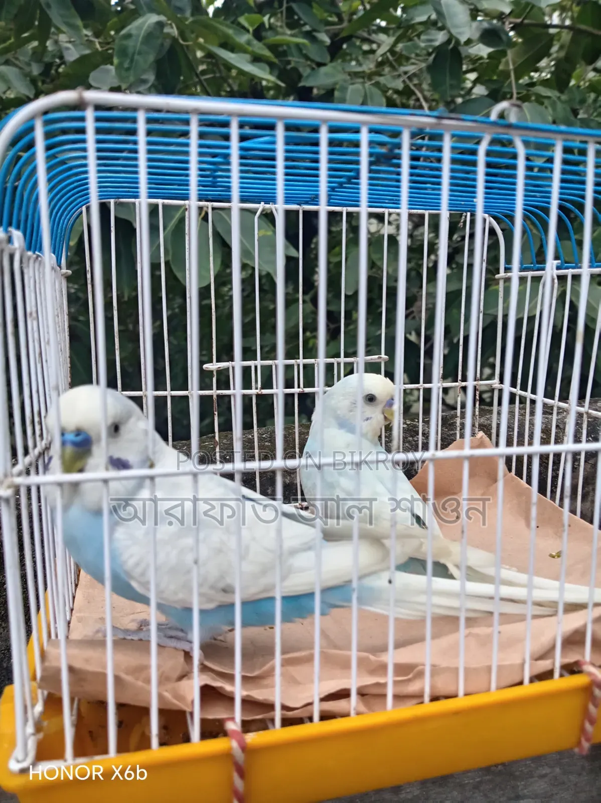 Some male Budgerigar birds for sale
