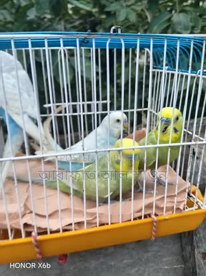 Some male Budgerigar birds for sale