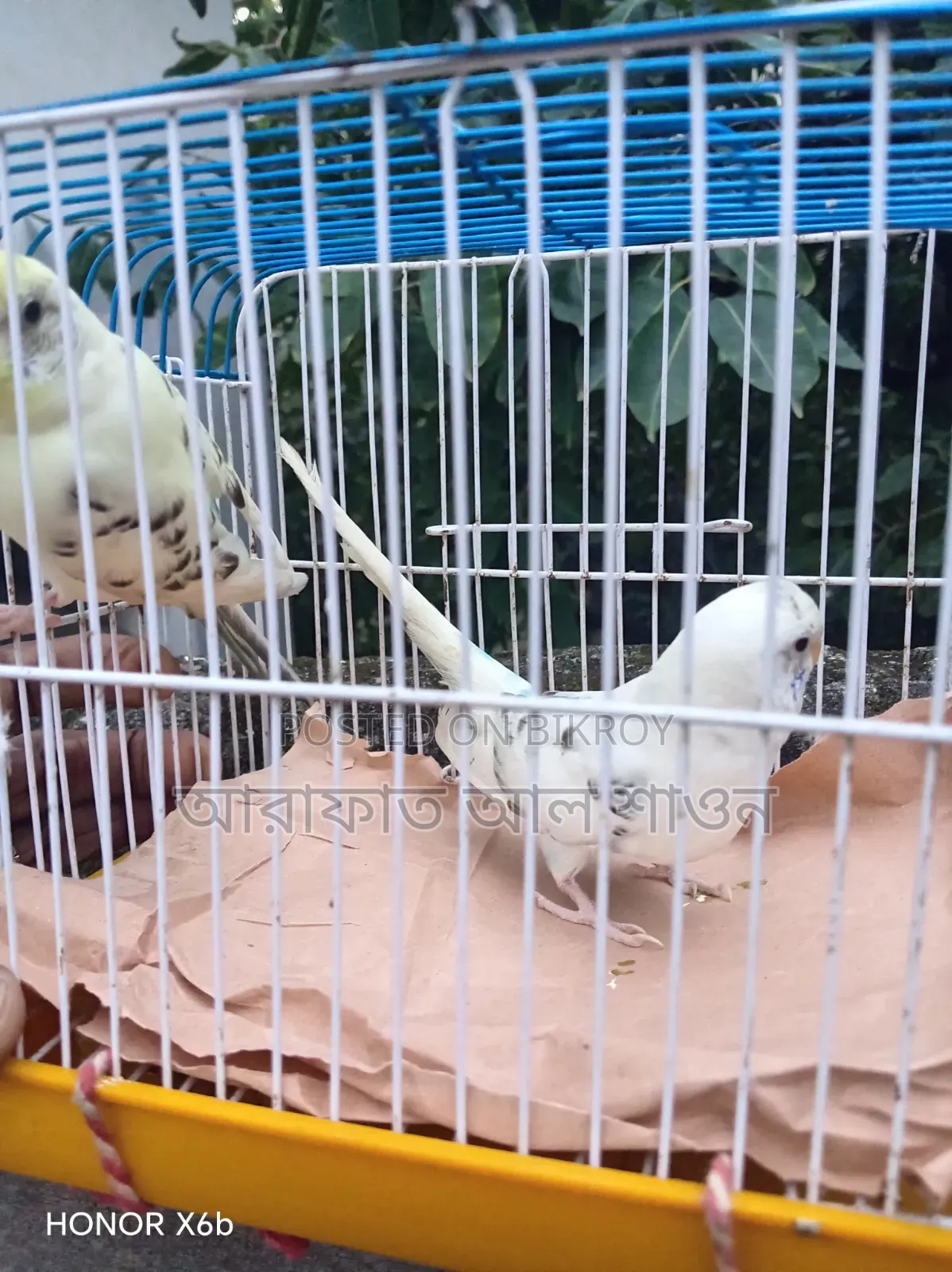 Some male Budgerigar birds for sale