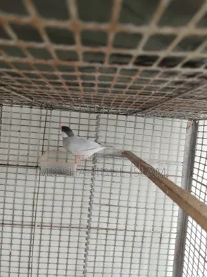 সিলভার জাভা