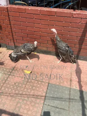 ২পিছ টার্কি বক্রি হবে