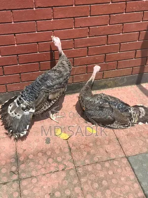 ২পিছ টার্কি বক্রি হবে
