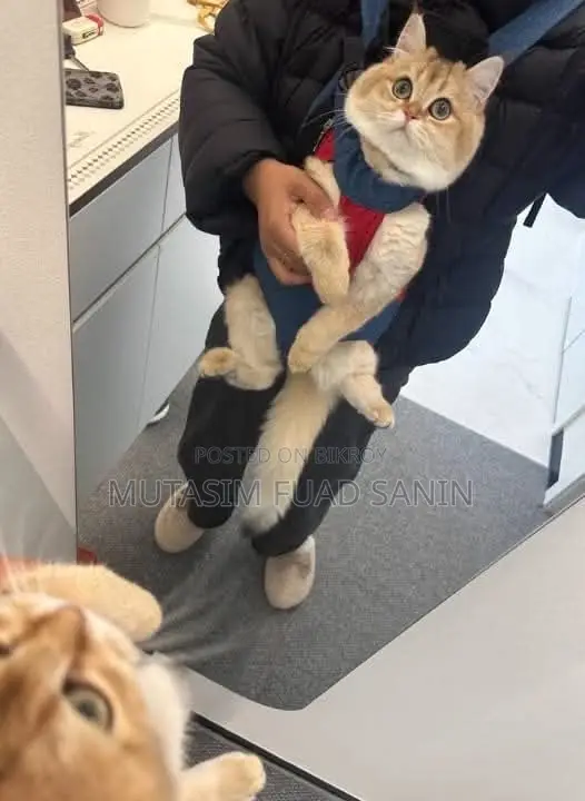 0-1 Month Male Purebred Bengal