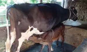 1581 No. High-Breed Dairy Cow.
