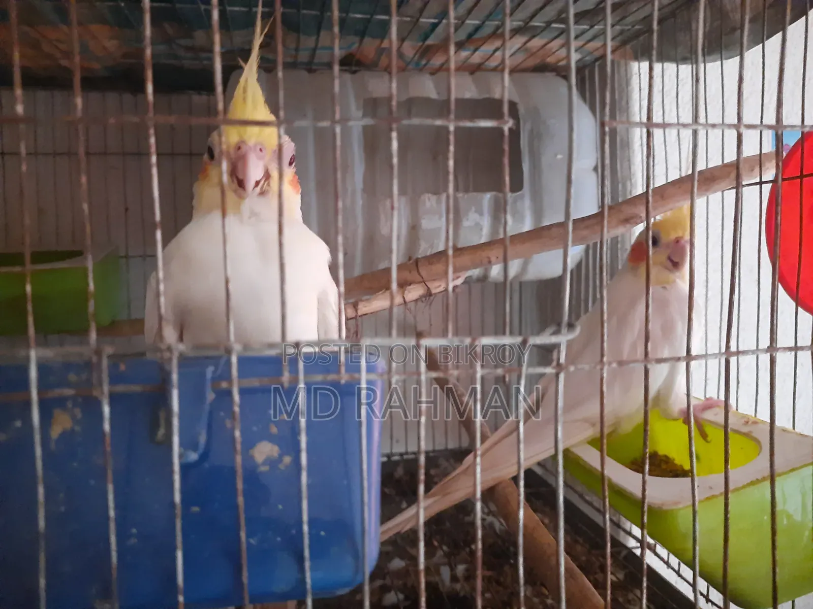 কোকাটেল পাখি