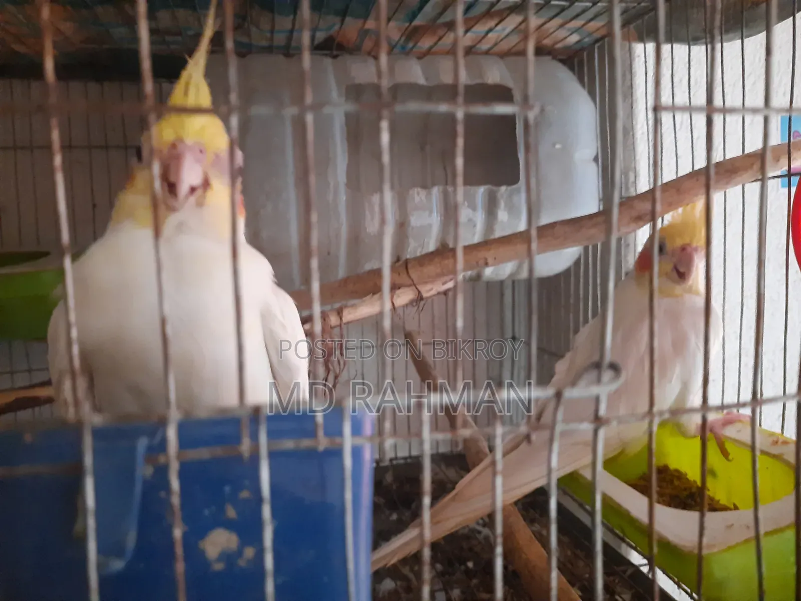 কোকাটেল পাখি